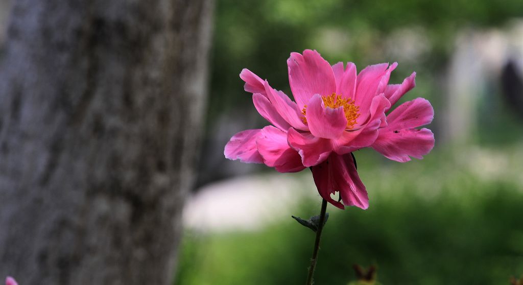 芍药花开