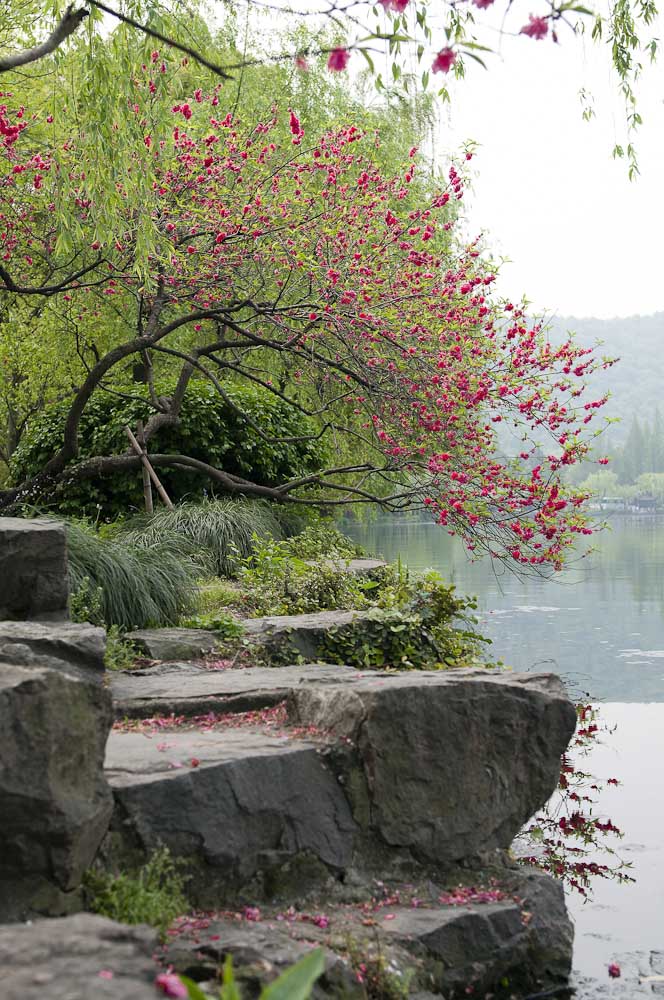 西湖游