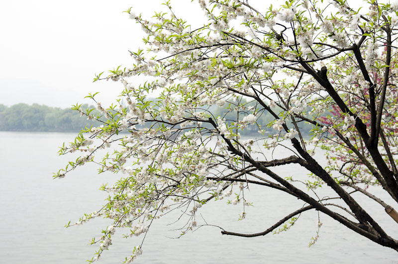 西湖游