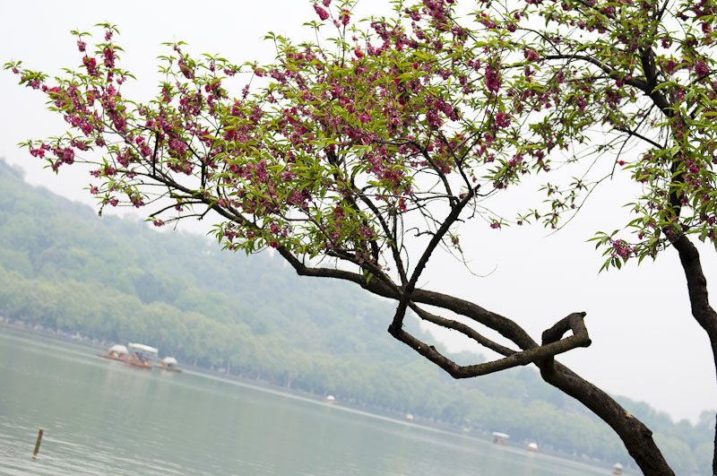 西湖游