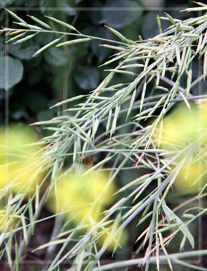 [原创]油菜花的舞台