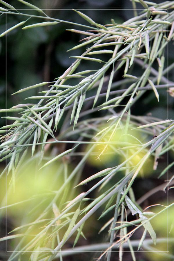 [原创]油菜花的舞台