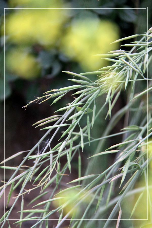 [原创]油菜花的舞台