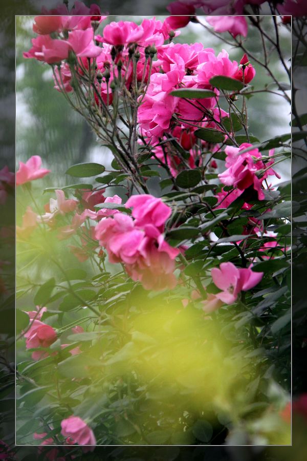[原创]雨中拍摄凋谢的月季花