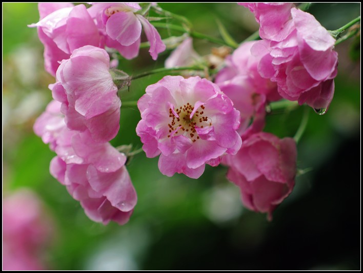 雨后花与小刀