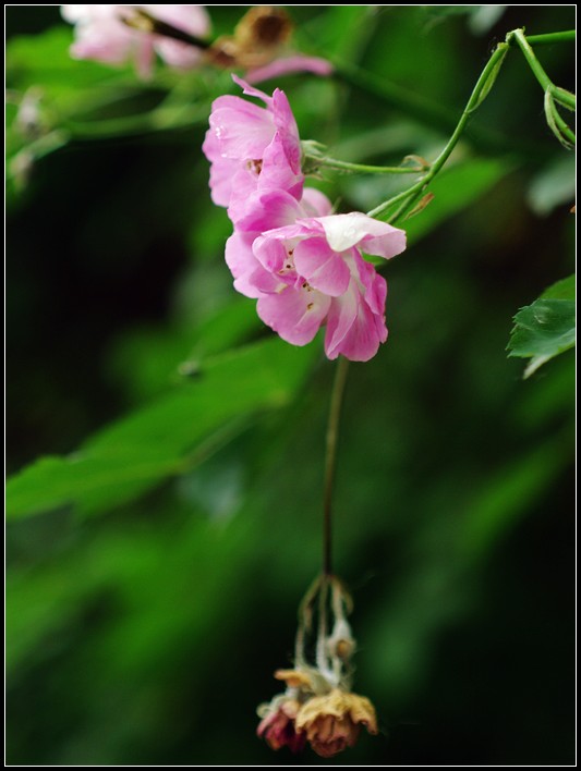 雨后花与小刀