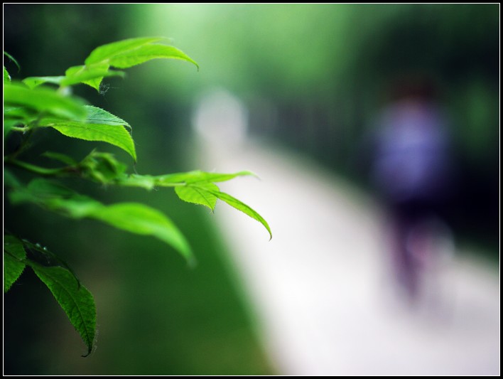 雨后花与小刀
