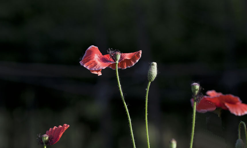 [原创]虞美人花一组