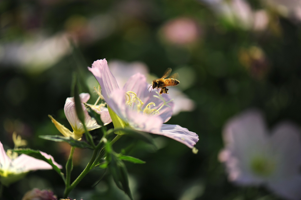 花韵
