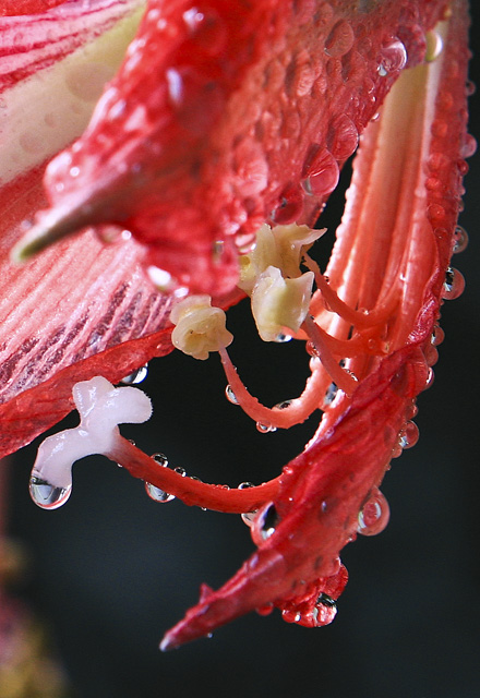 水滴花蕊