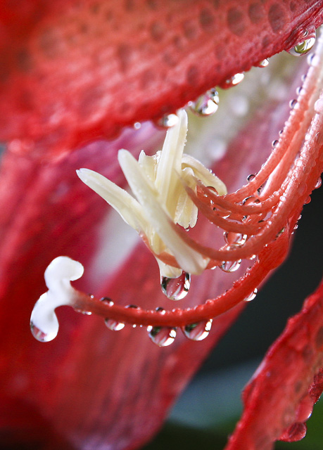 水滴花蕊