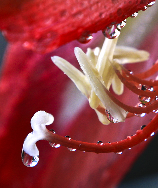 水滴花蕊