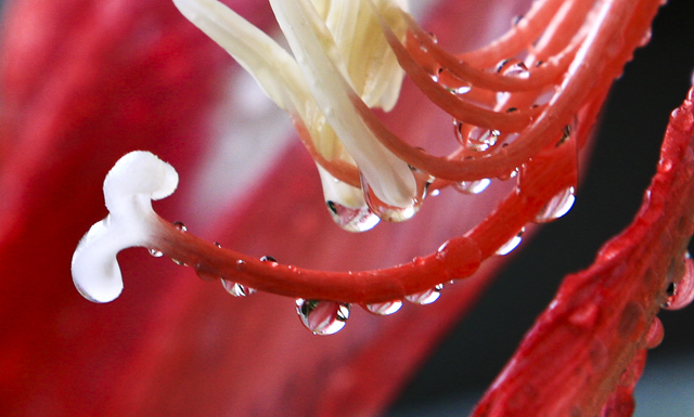 水滴花蕊