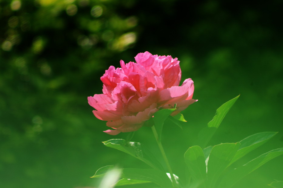 牡丹花