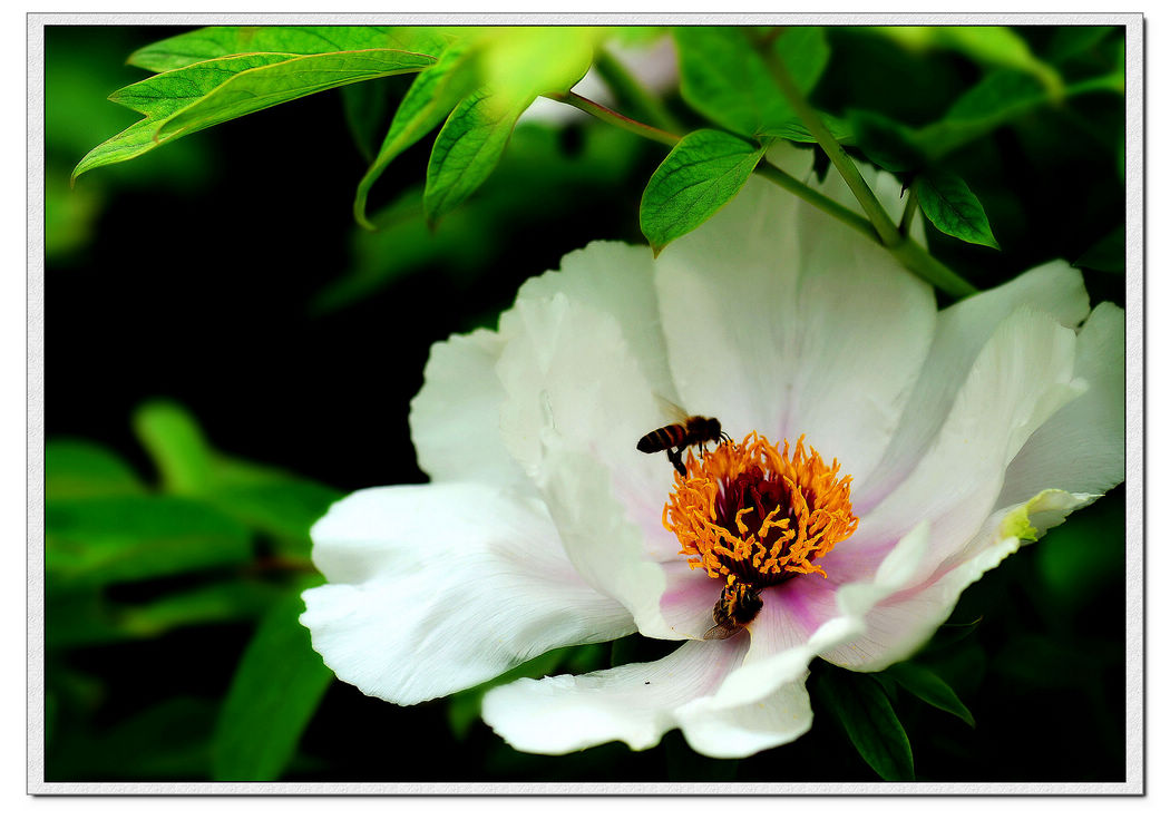 蜂须花蕊