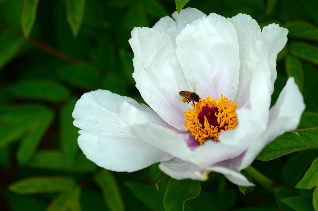 蜂须花蕊
