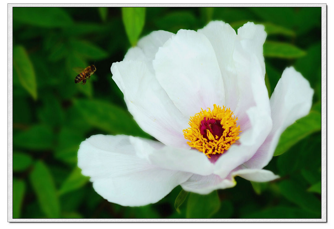 蜂须花蕊