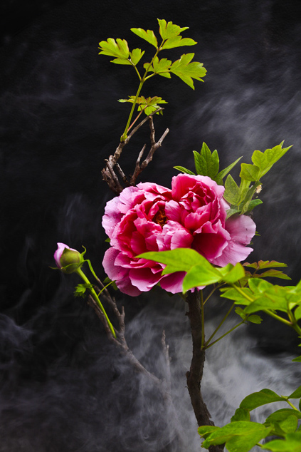 天下真花独牡丹