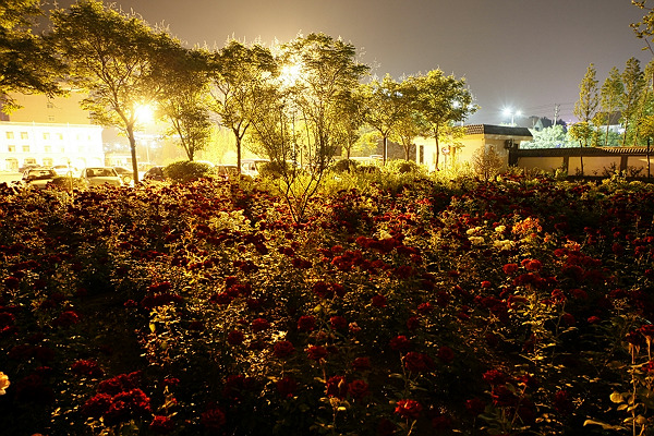 试手深夜拍花