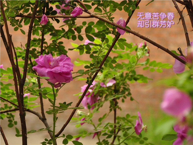 [原创]蔷薇花正艳
