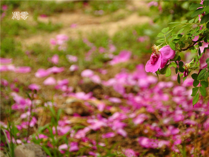 [原创]蔷薇花正艳