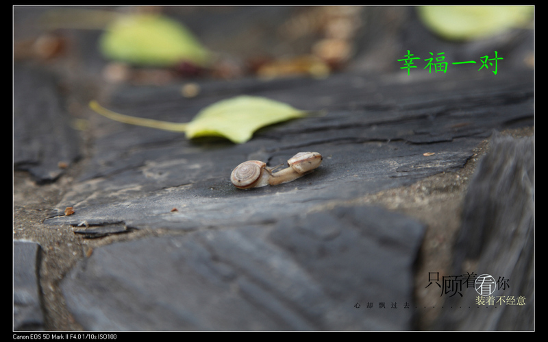 那里有我的家