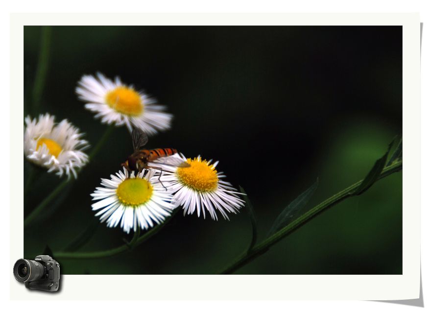 岁月如花
