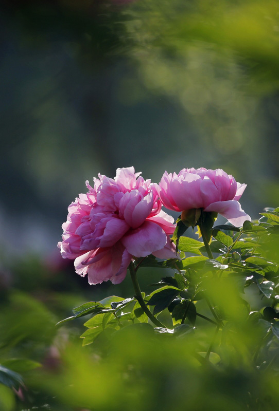 那时花开（不断添加中）