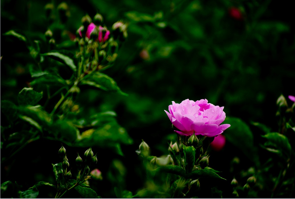 花
