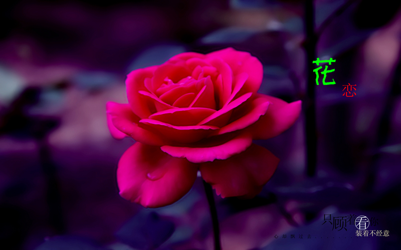月季花