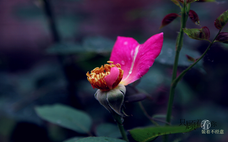 月季花