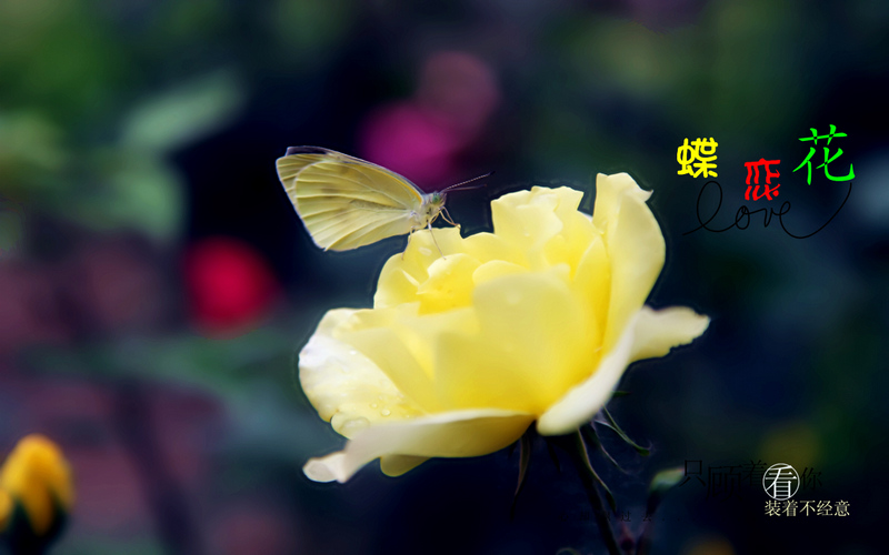 月季花