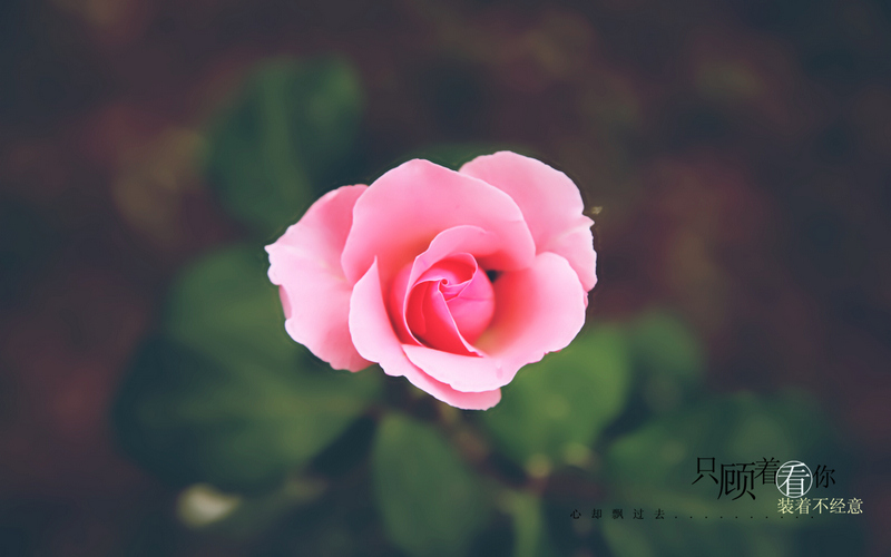 月季花