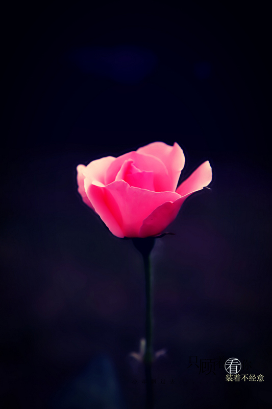 月季花