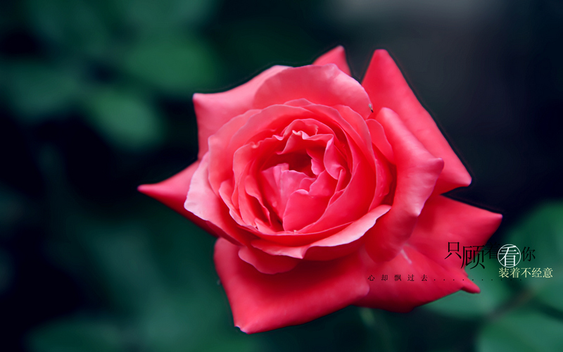 月季花