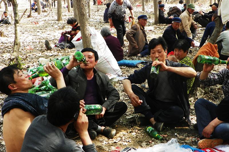 二帝陵前的小树林