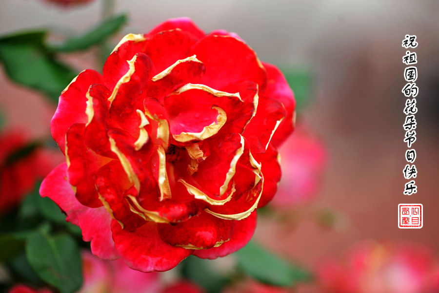 花园的花儿真鲜艳