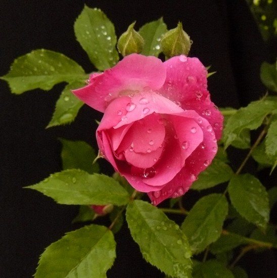 月季花