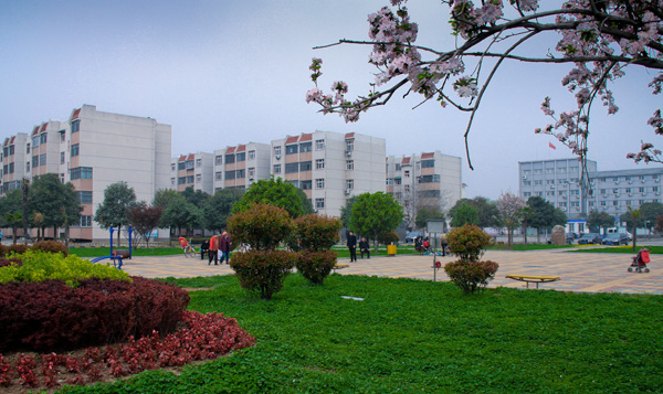 美丽的九社区