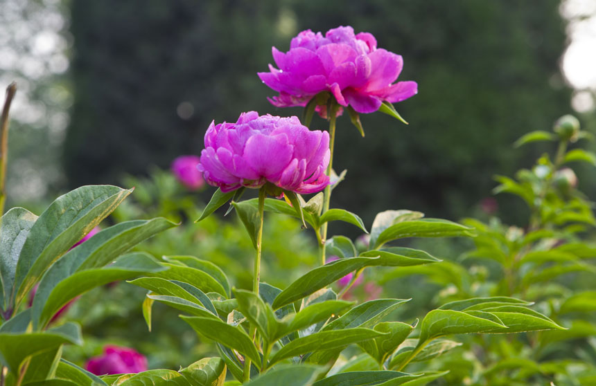 [原创]芍药花一组