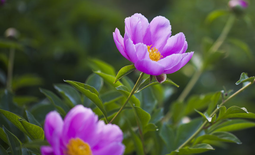 [原创]芍药花一组