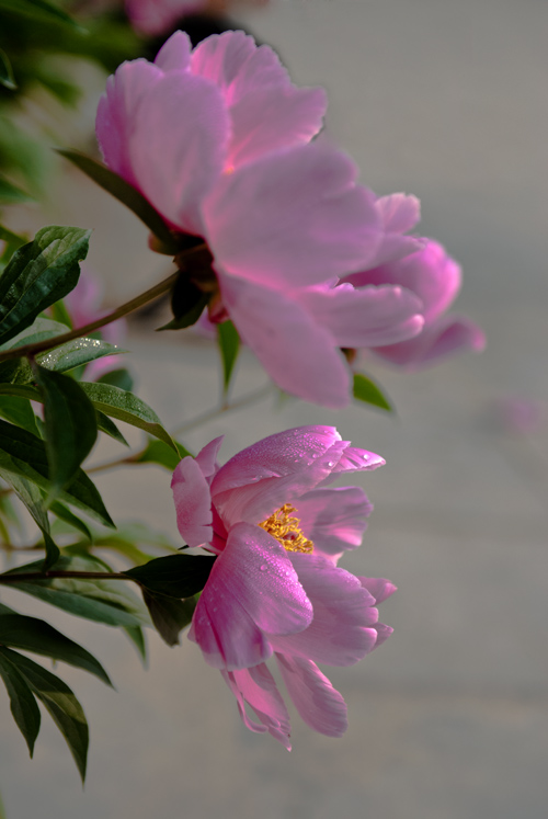芍药绽红绡