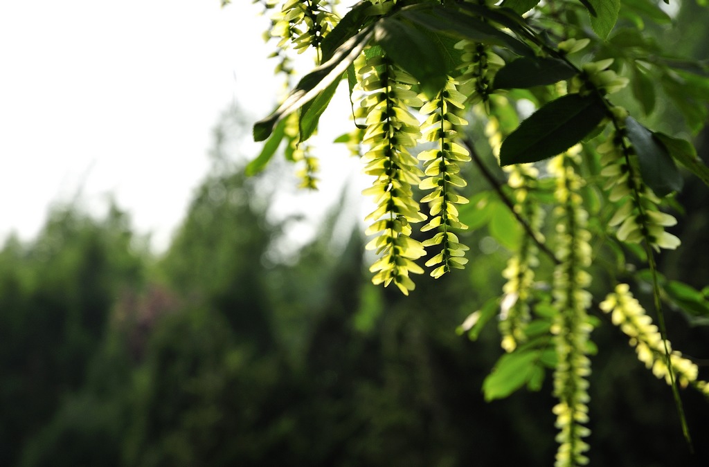 花开的季节