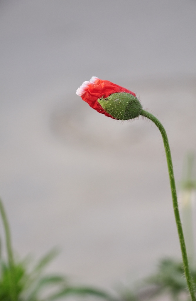 花开的季节