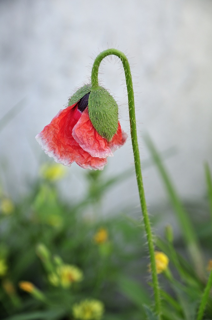 花开的季节