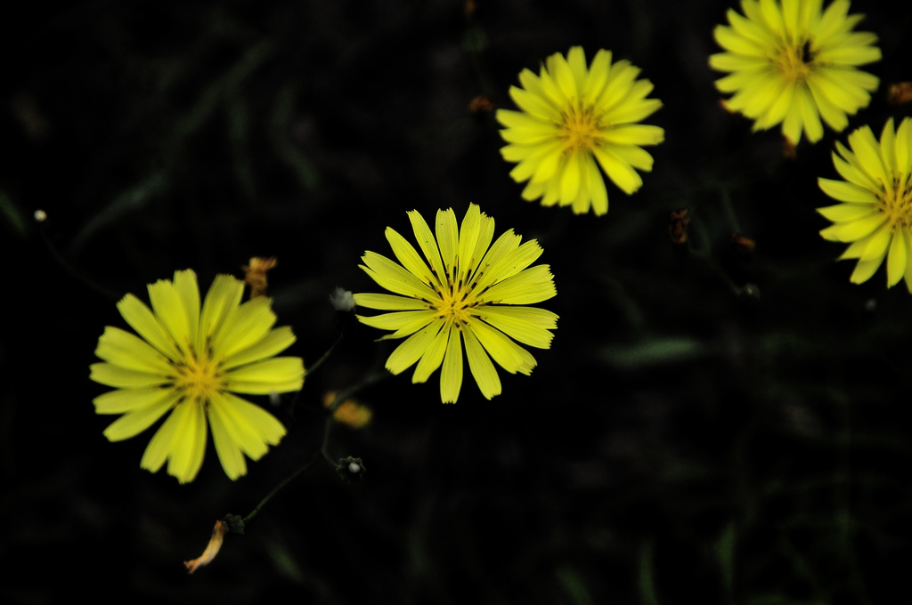 花开的季节