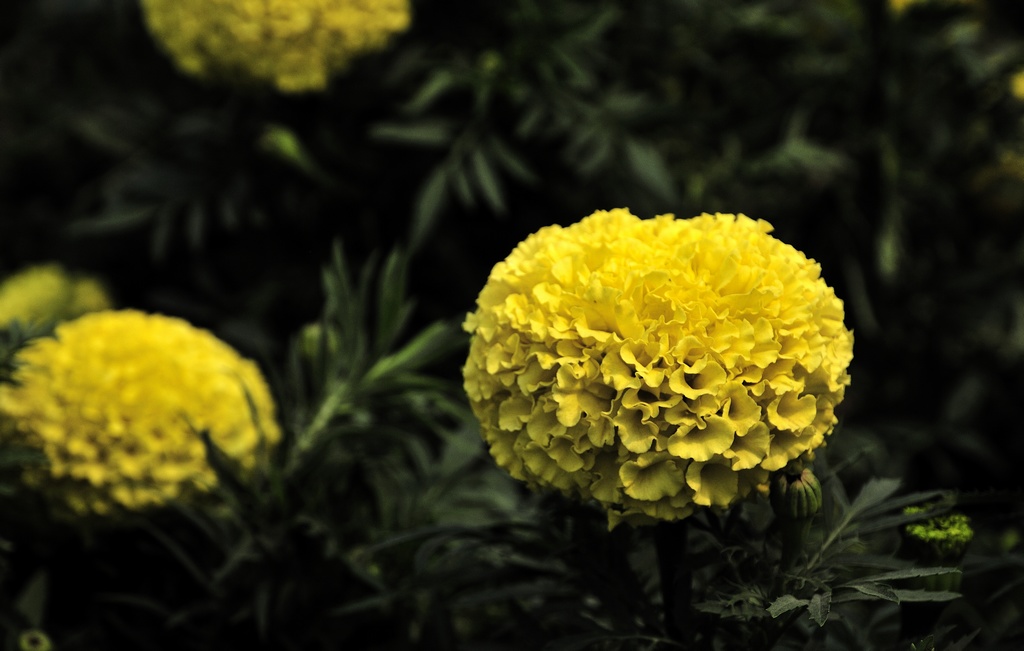 花开的季节