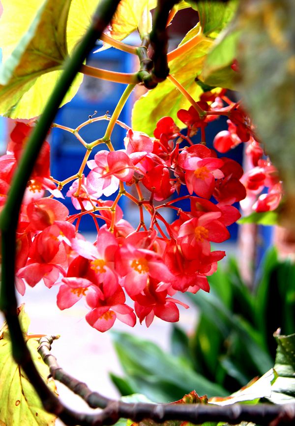 [原创]竹节海棠