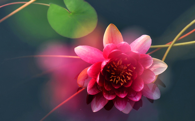 映日莲花分外红