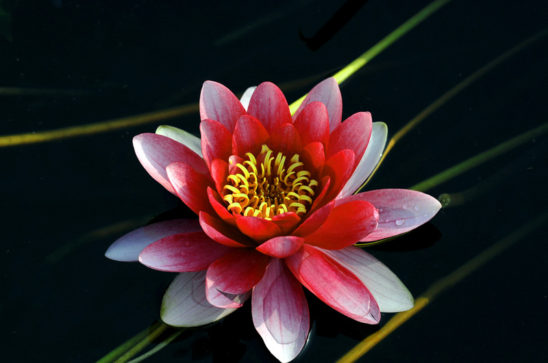映日莲花分外红